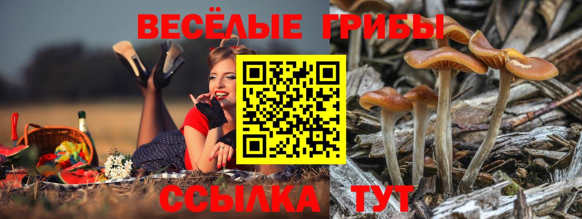 Псилоцибиновые грибы Psilocybine cubensis Шуя